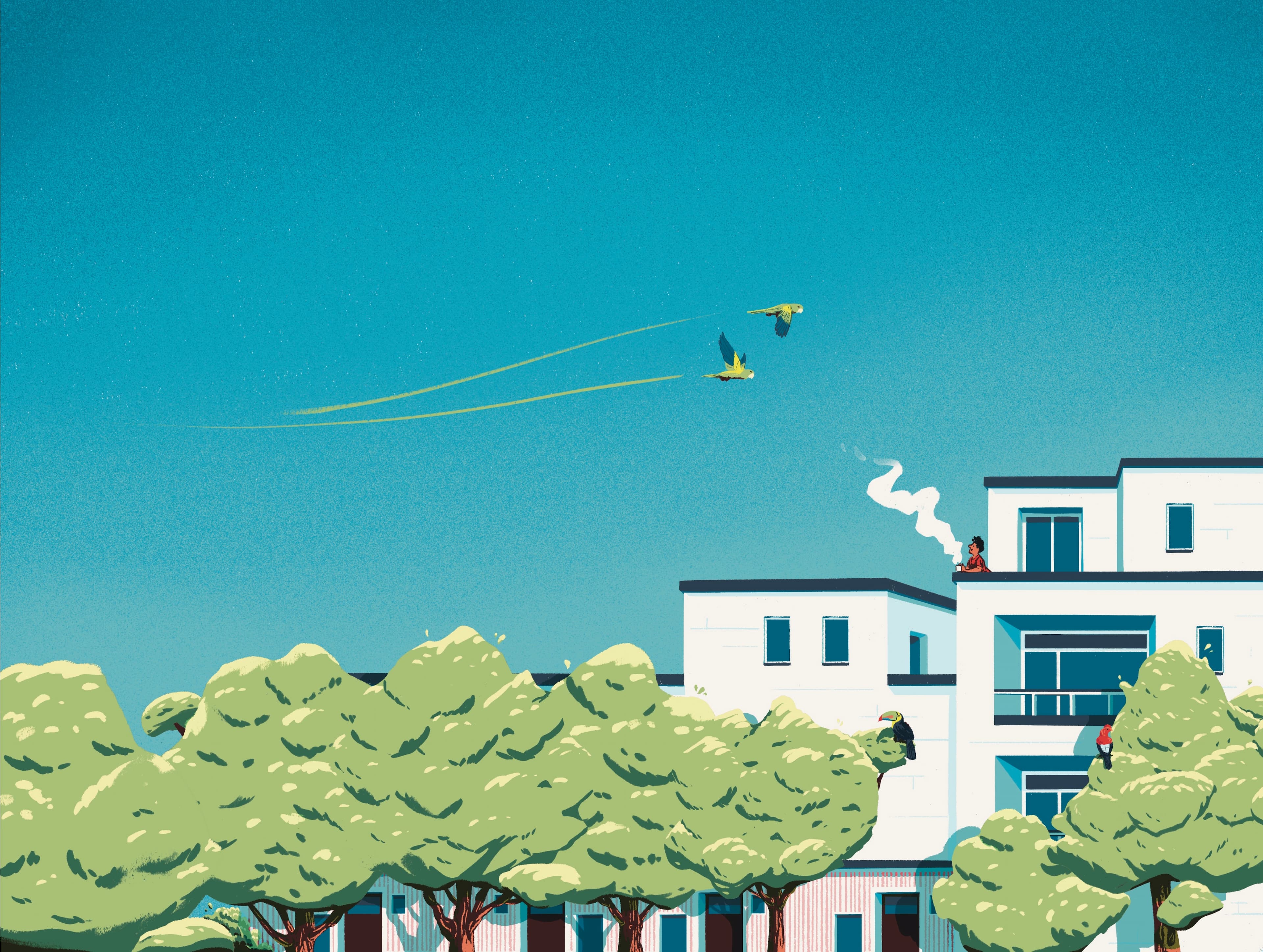 Illustration by Jason Dejaegere of a man drinking is Pachacafé coffee watching exotic birds from his balcony